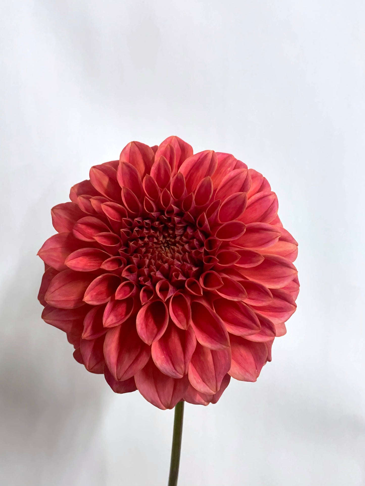 Dahlia Tuber: Sylvia Craig Hunter