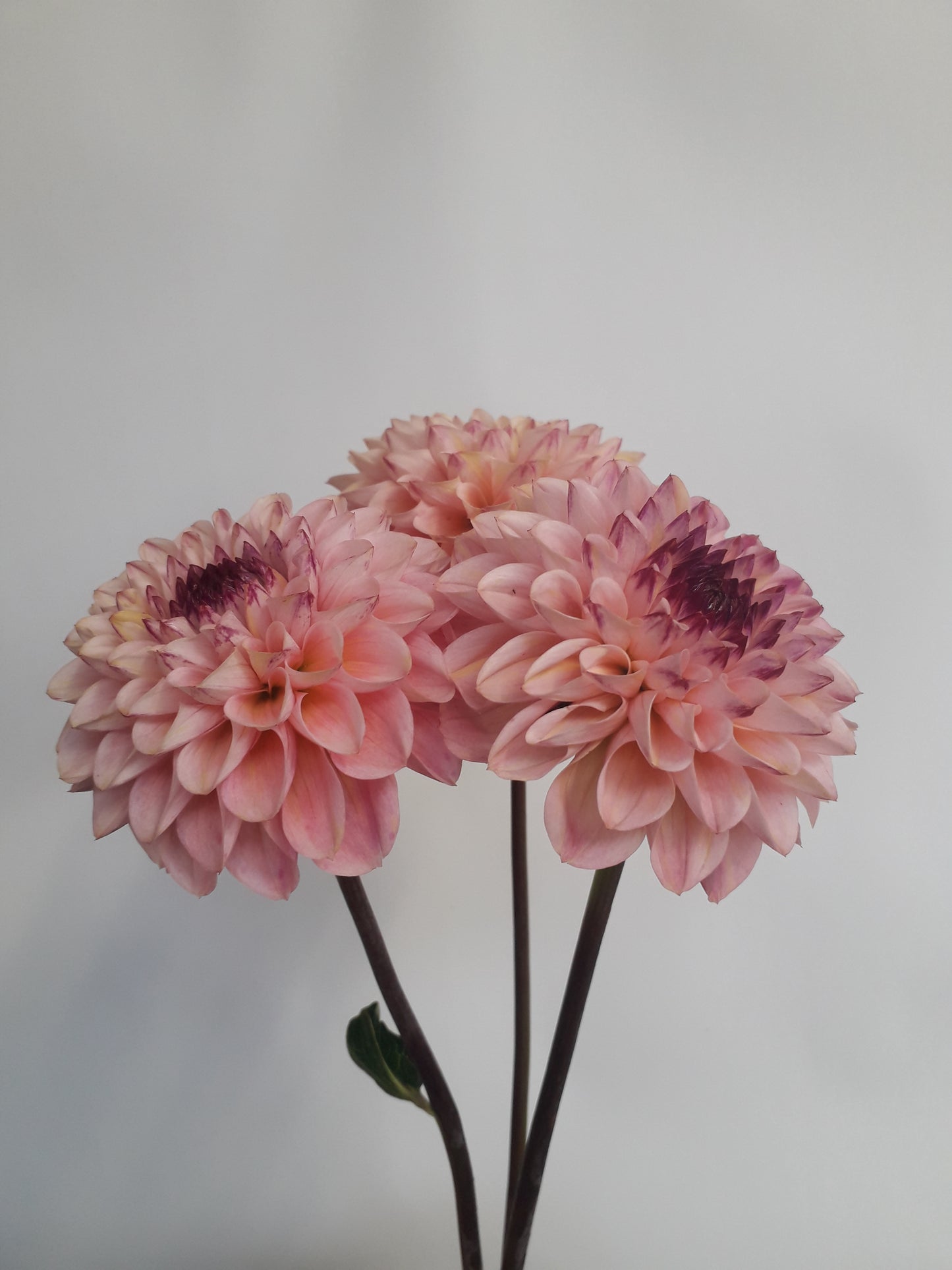 Dahlia Tuber: Wine Eyed Jill
