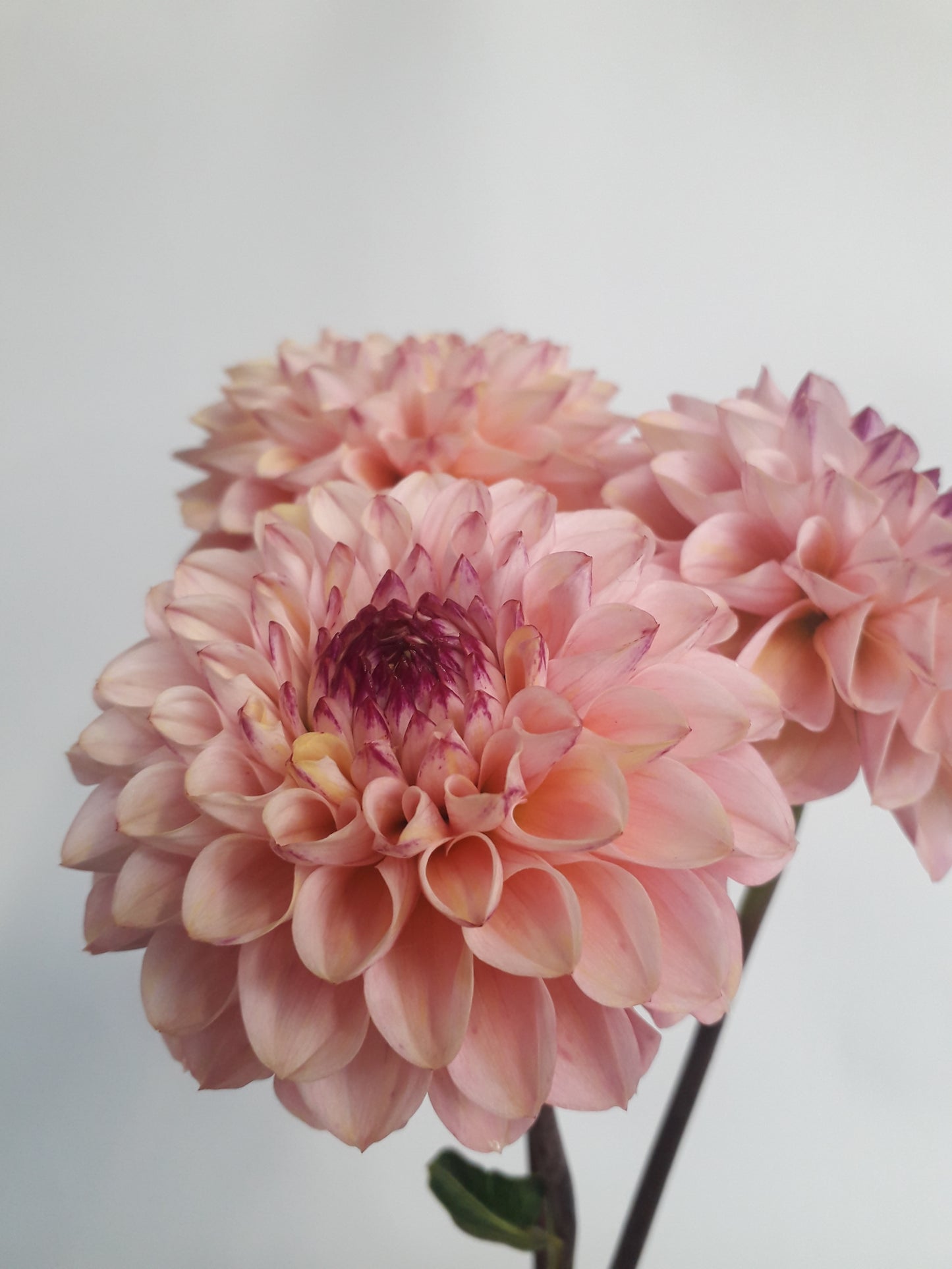 Dahlia Tuber: Wine Eyed Jill