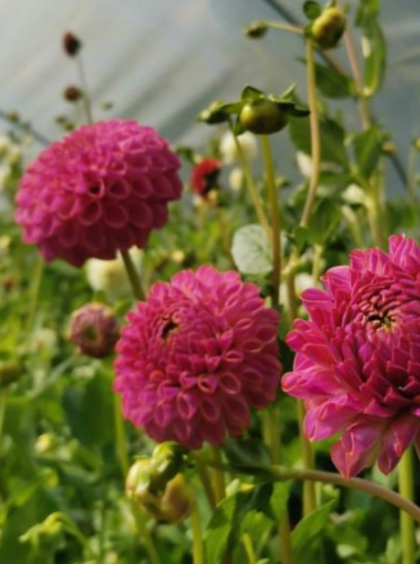 Dahlia Tuber: Caitlins Joy