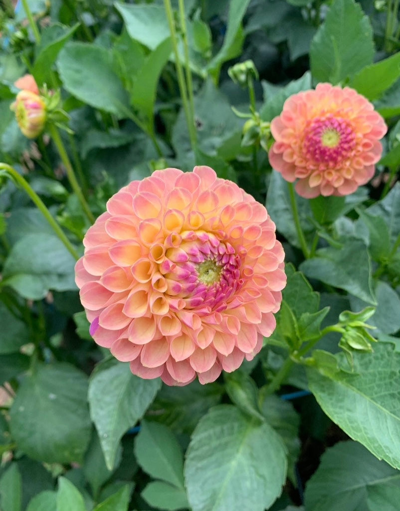 Dahlia Tuber: Jowey Paula (nicky)