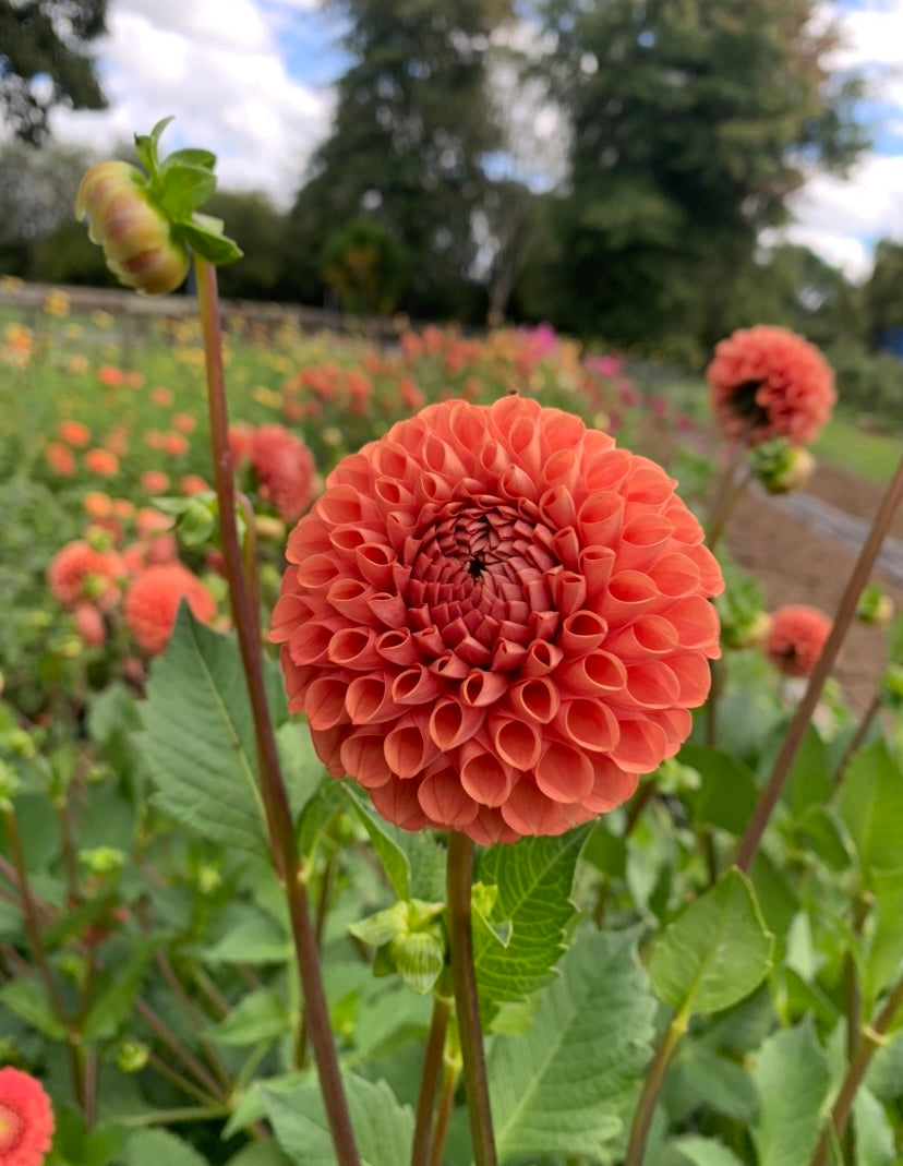 Dahlia Tuber: Cornel Bronze