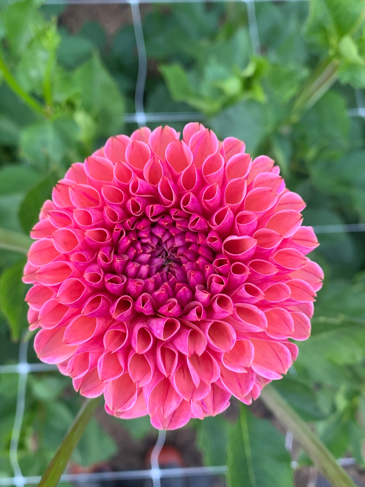 Dahlia Tuber: Snoho Jojo