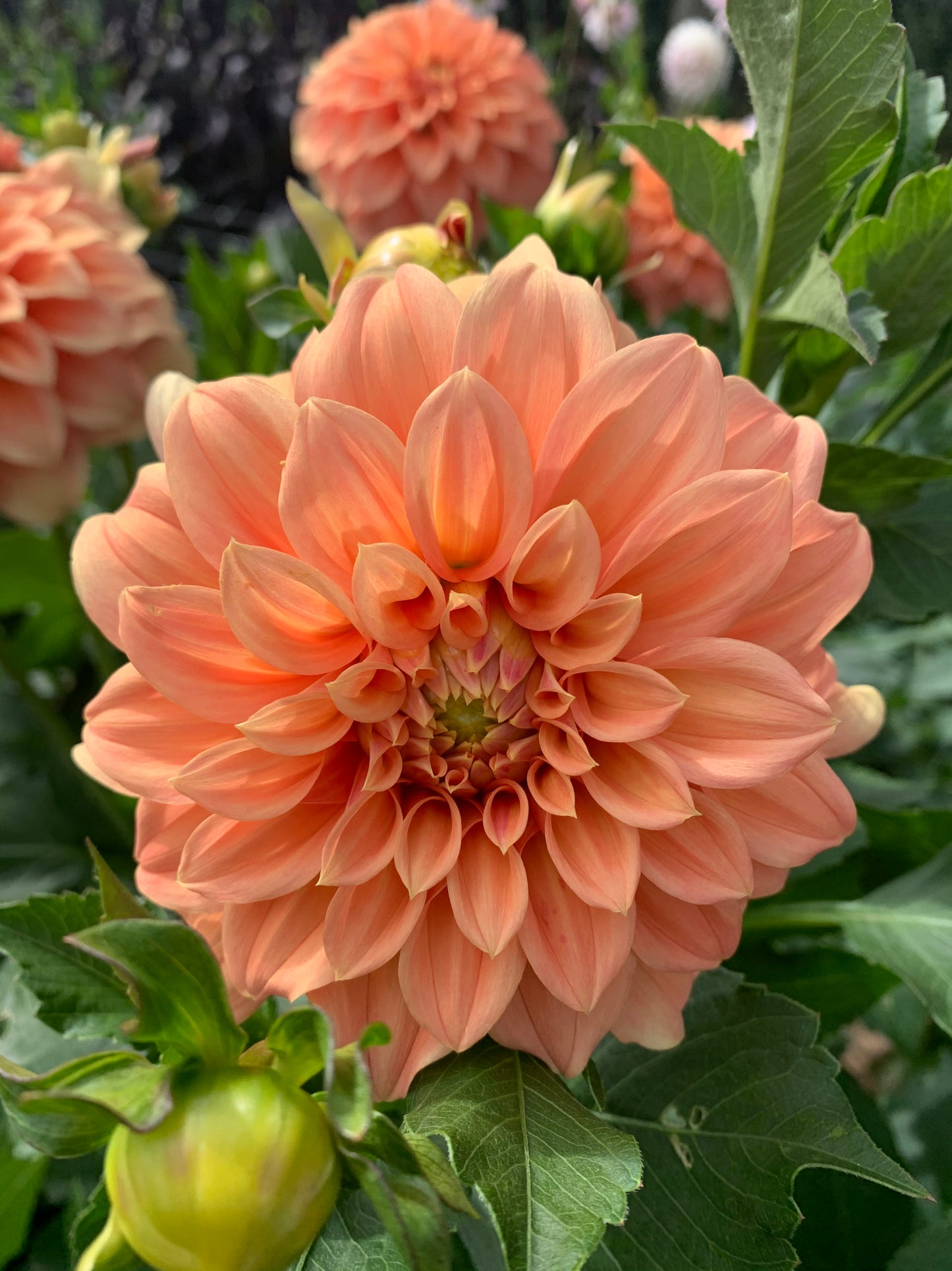 Dahlia Tuber: Bracken Palomino