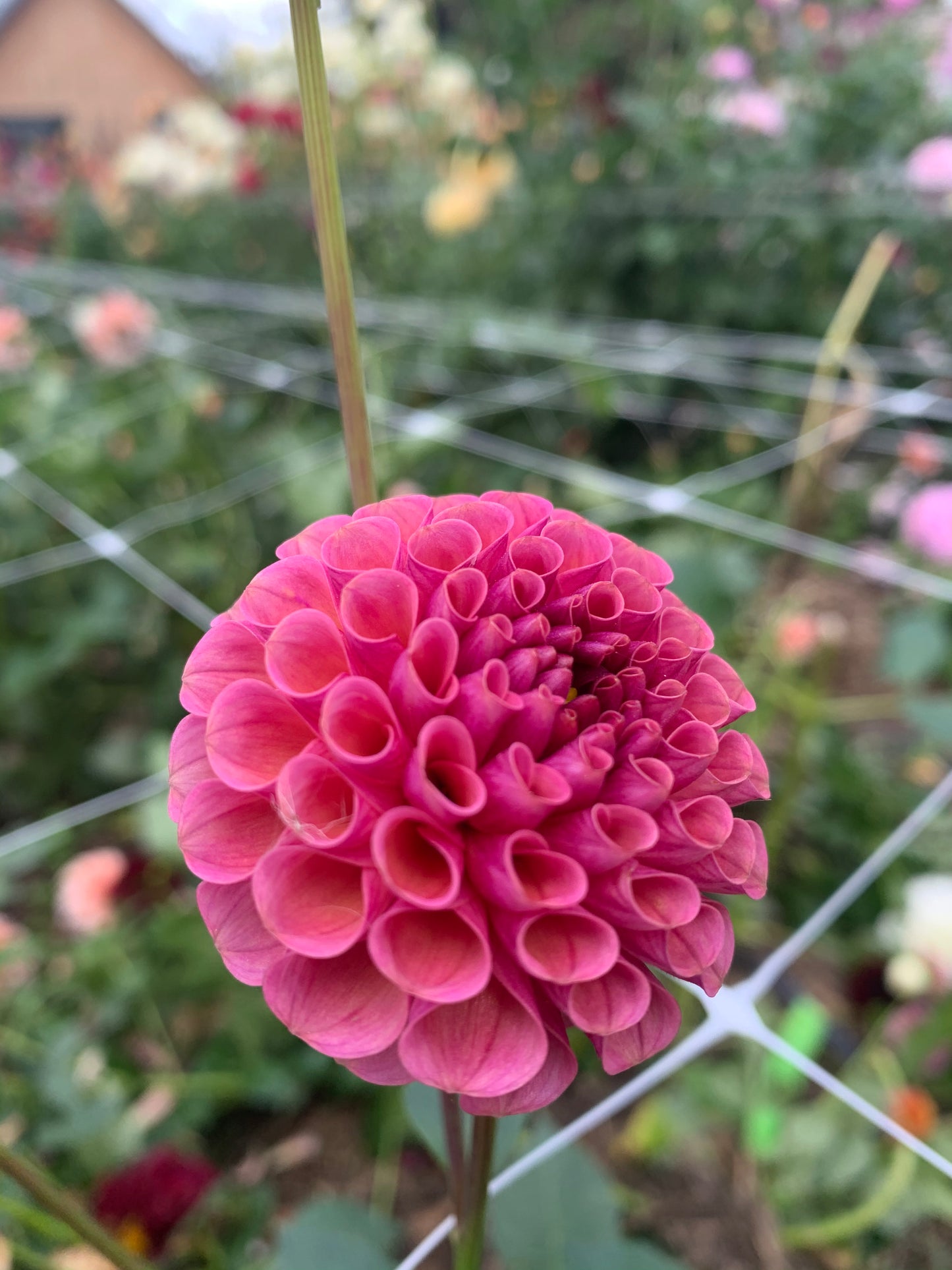 Dahlia Tuber: Kokopuff