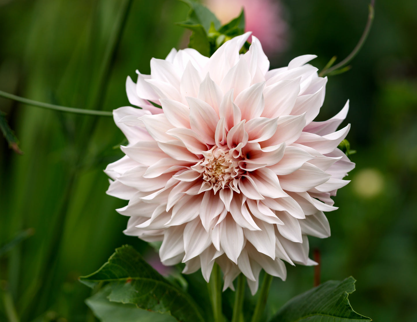 Dahlia Tuber: Cafe Au Lait