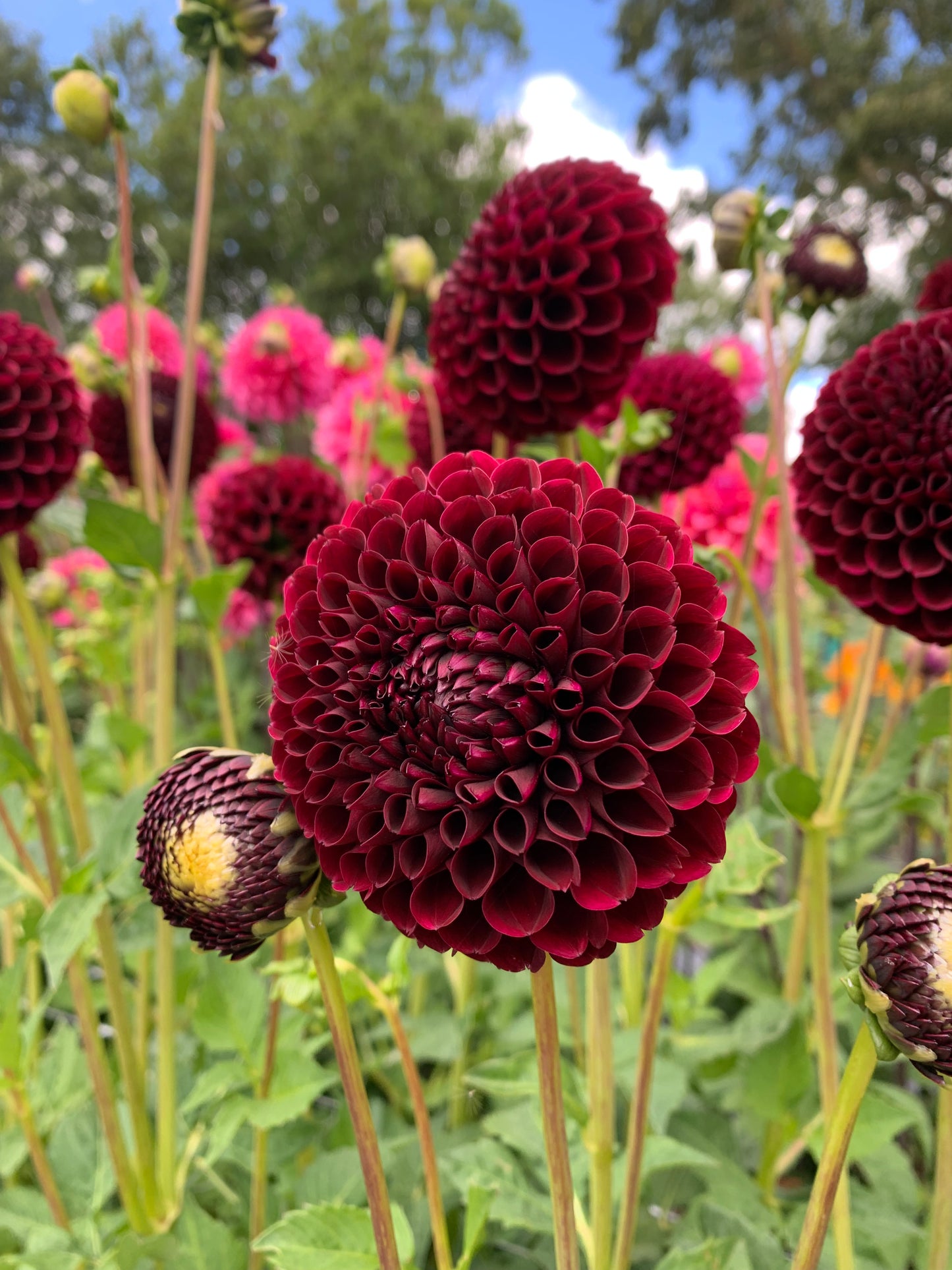 Dahlia Tuber: Jowey Mirella
