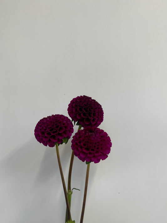 Dahlia Tuber: Rococo