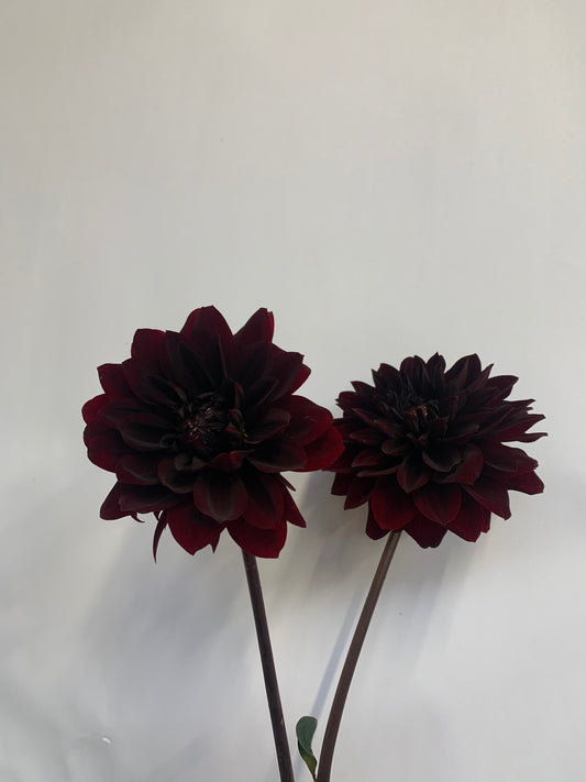Dahlia Tuber: Karma Chocolate