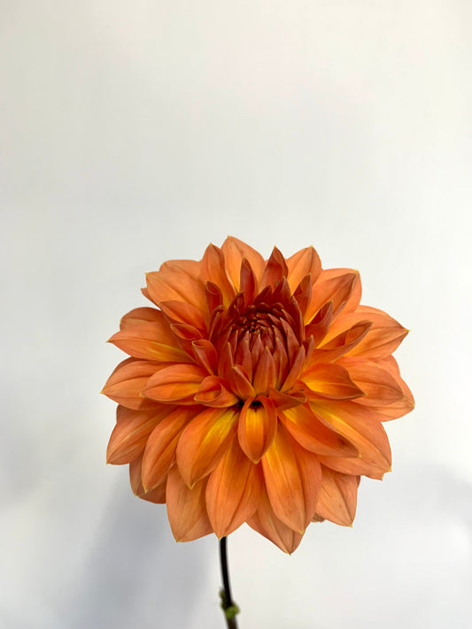Dahlia Tuber: Nicholas