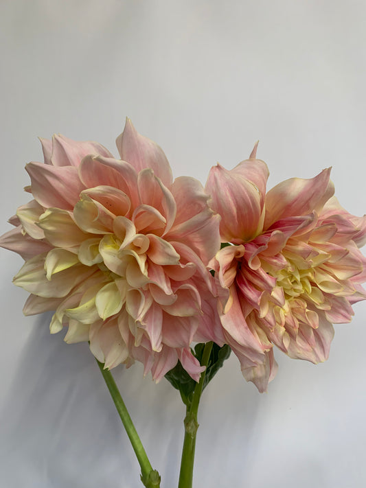 Dahlia Tuber: Breakout