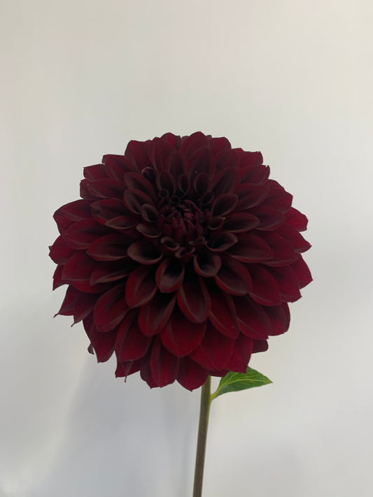 Dahlia Tuber: Black Satin