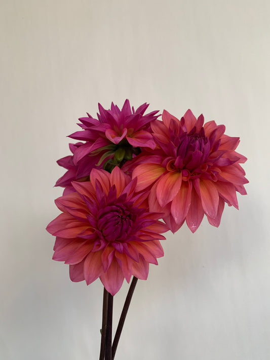 Dahlia Tuber: Feline Yvonne