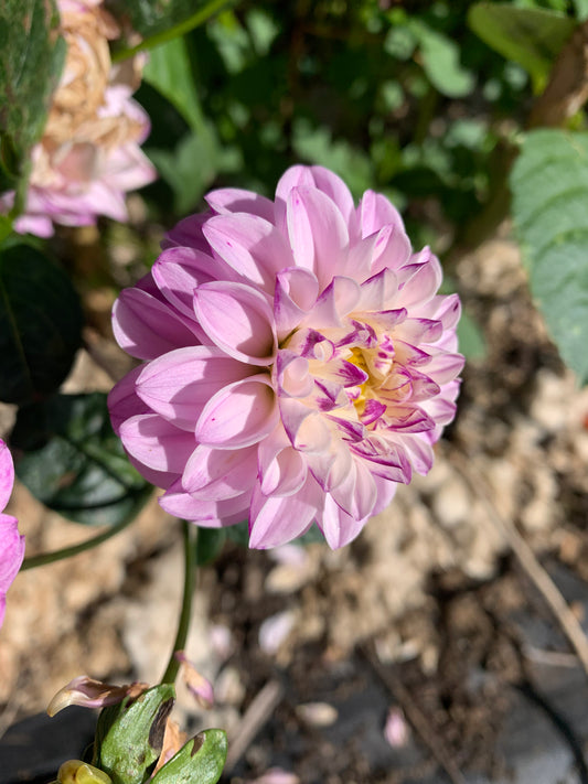 Dahlia Tuber: Genova