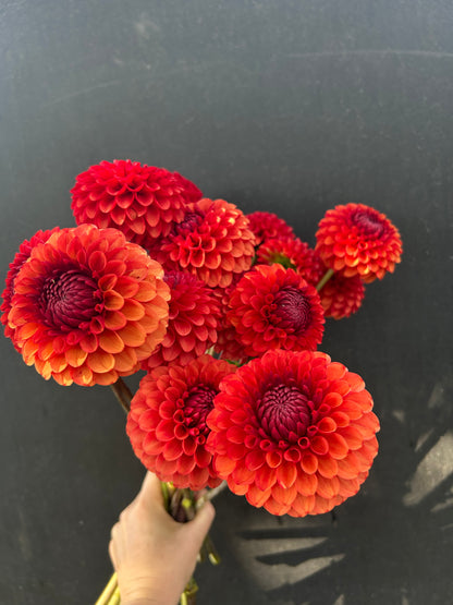 Dahlia Tuber: Brown Sugar
