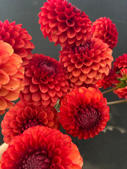 Dahlia Tuber: Brown Sugar