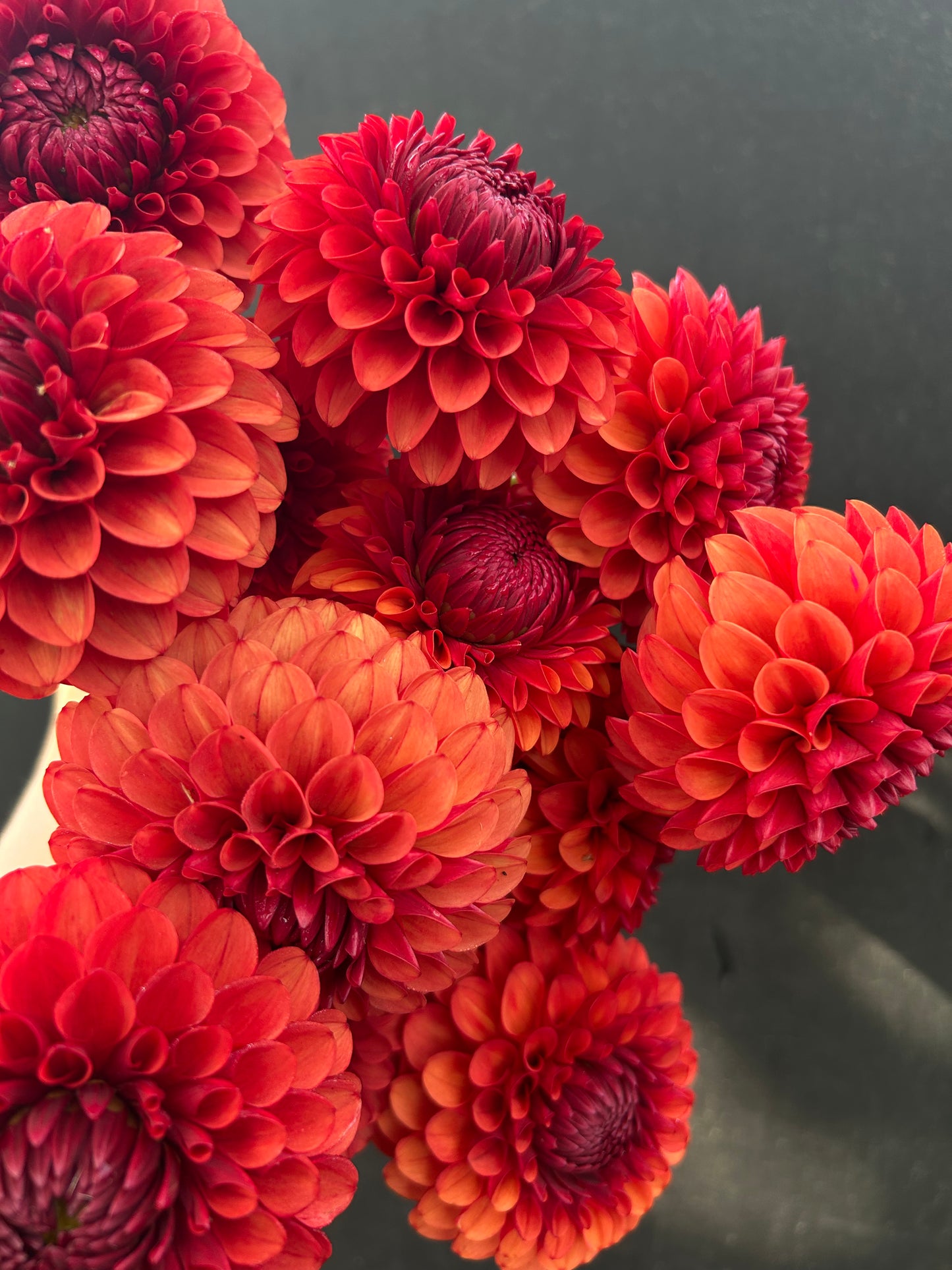 Dahlia Tuber: Brown Sugar