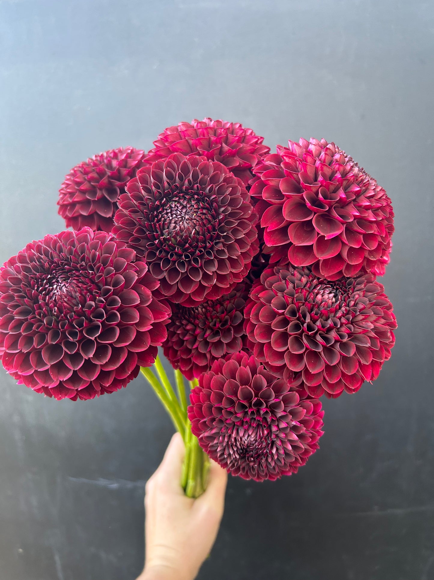 Dahlia Tuber: Jowey Mirella