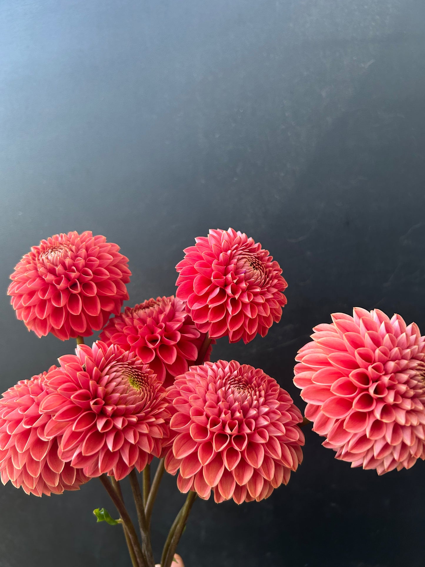 Dahlia Tuber: Jomanda