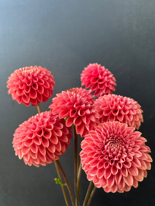 Dahlia Tuber: Jomanda