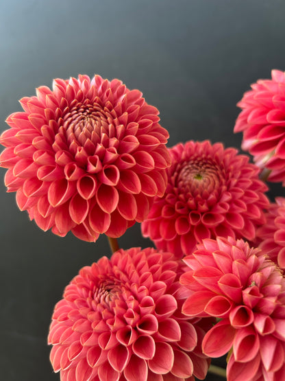 Dahlia Tuber: Jomanda