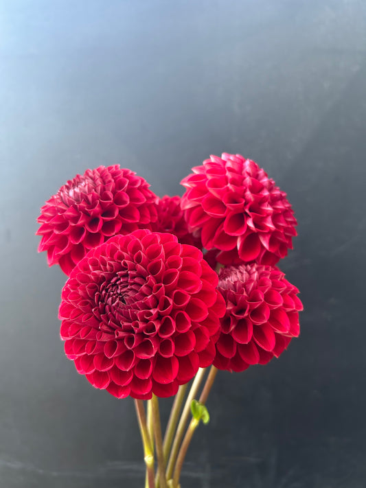 Dahlia Tuber: Kens Choice