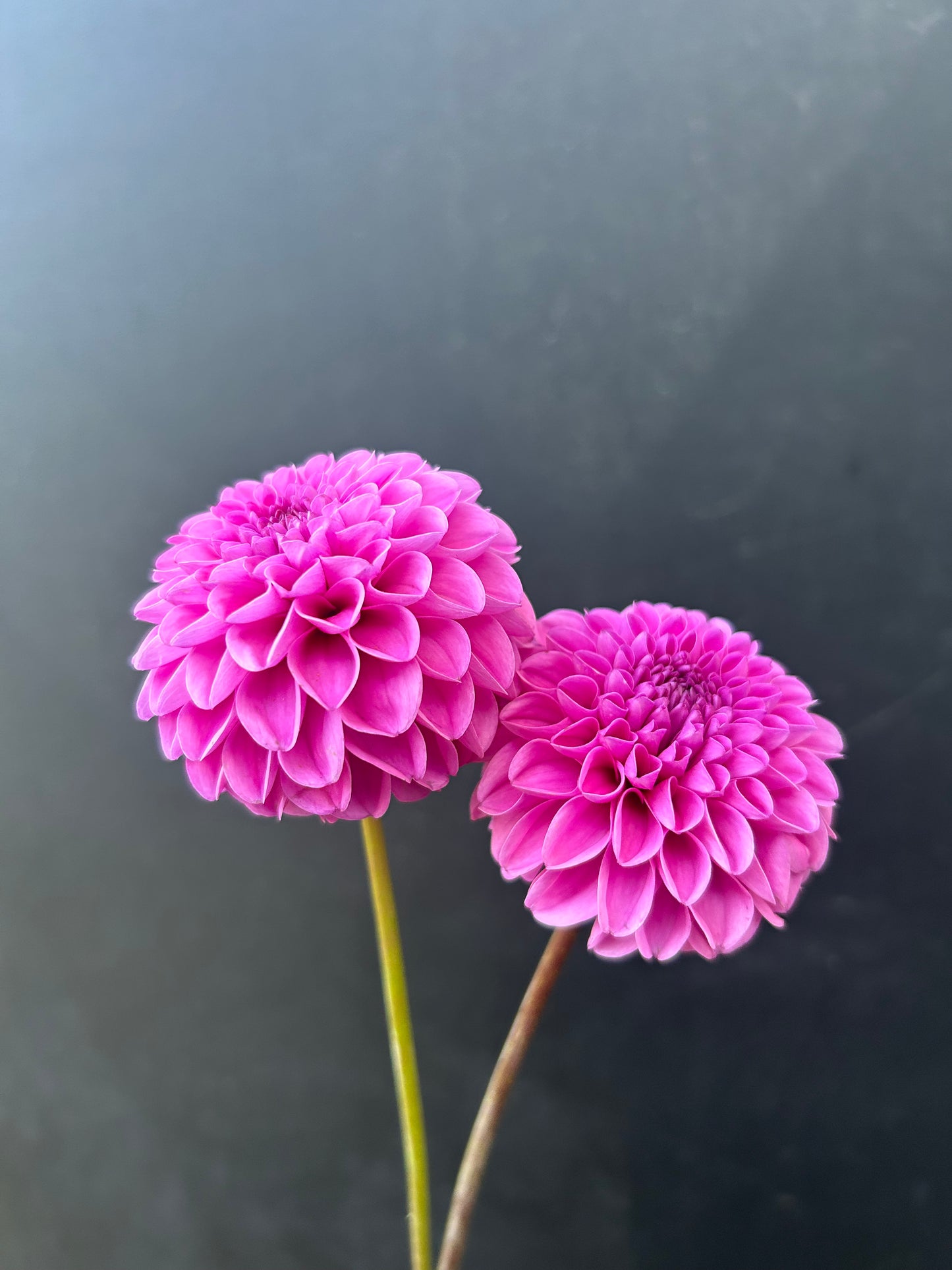 Dahlia Tuber: Jan Van Schaffelaar
