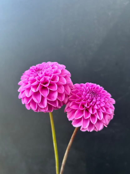 Dahlia Tuber: Jan Van Schaffelaar