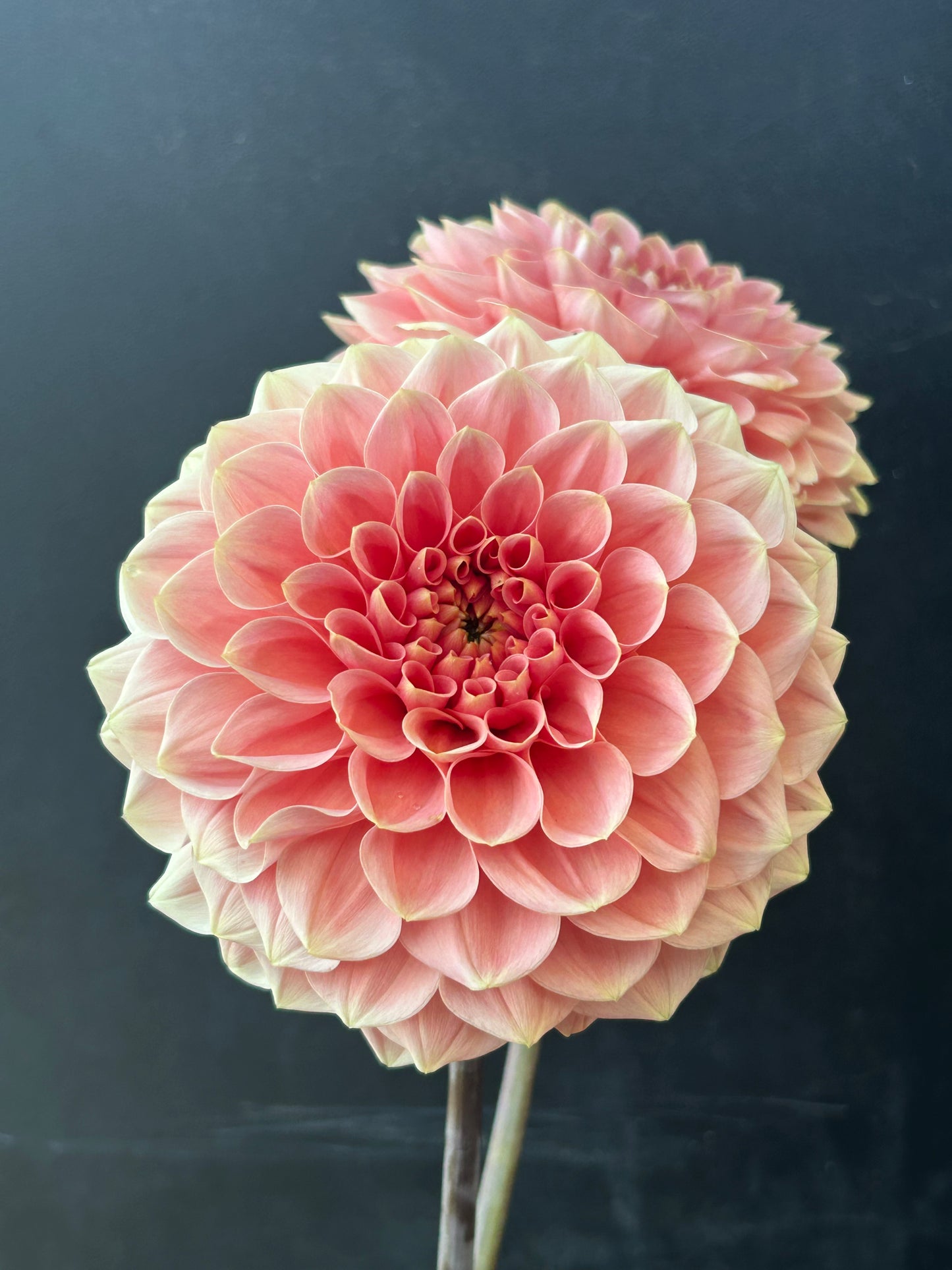 Dahlia Tuber: Romance