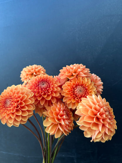 Dahlia Tuber: Maarn