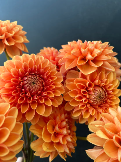 Dahlia Tuber: Maarn