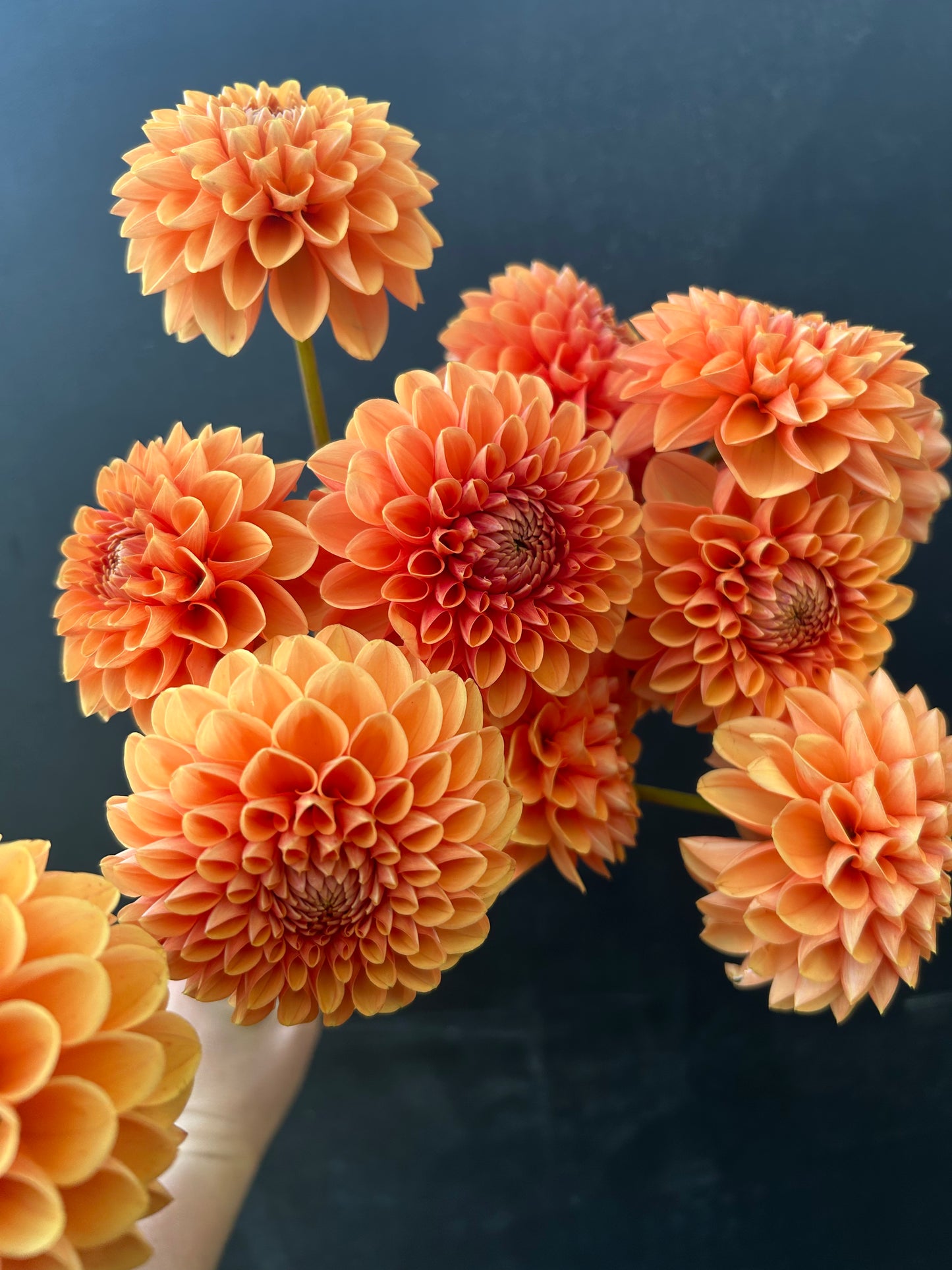 Dahlia Tuber: Maarn