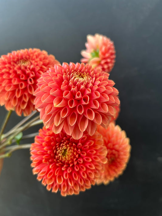 Dahlia Tuber: Jowey Linda