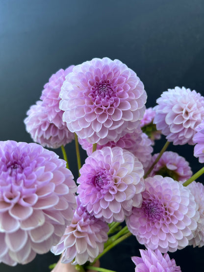Dahlia Tuber: Megan Dean
