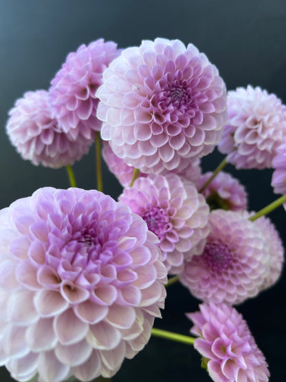 Dahlia Tuber: Megan Dean