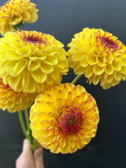Dahlia Tuber: Sunny Boy