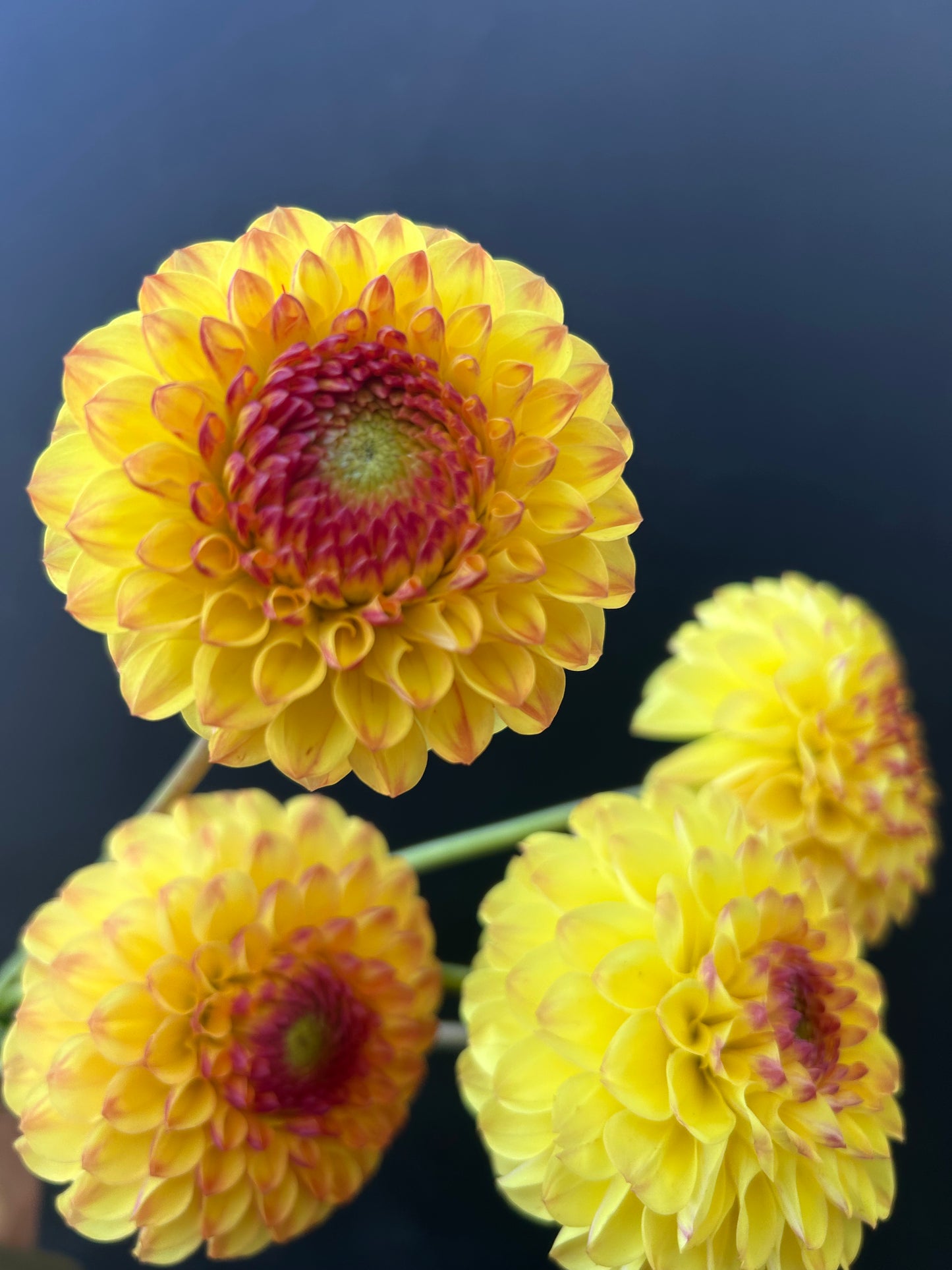 Dahlia Tuber: Sunny Boy