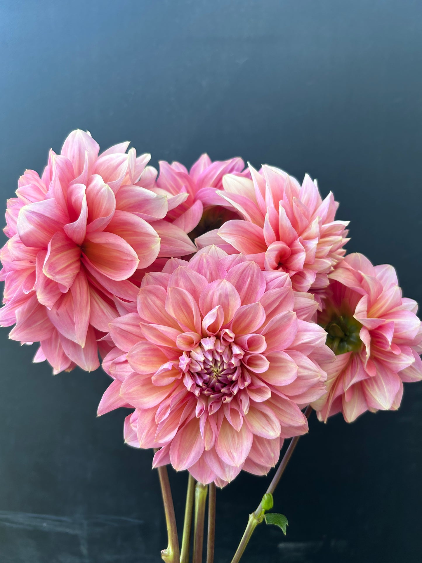 Dahlia Tuber: Cameo Peach
