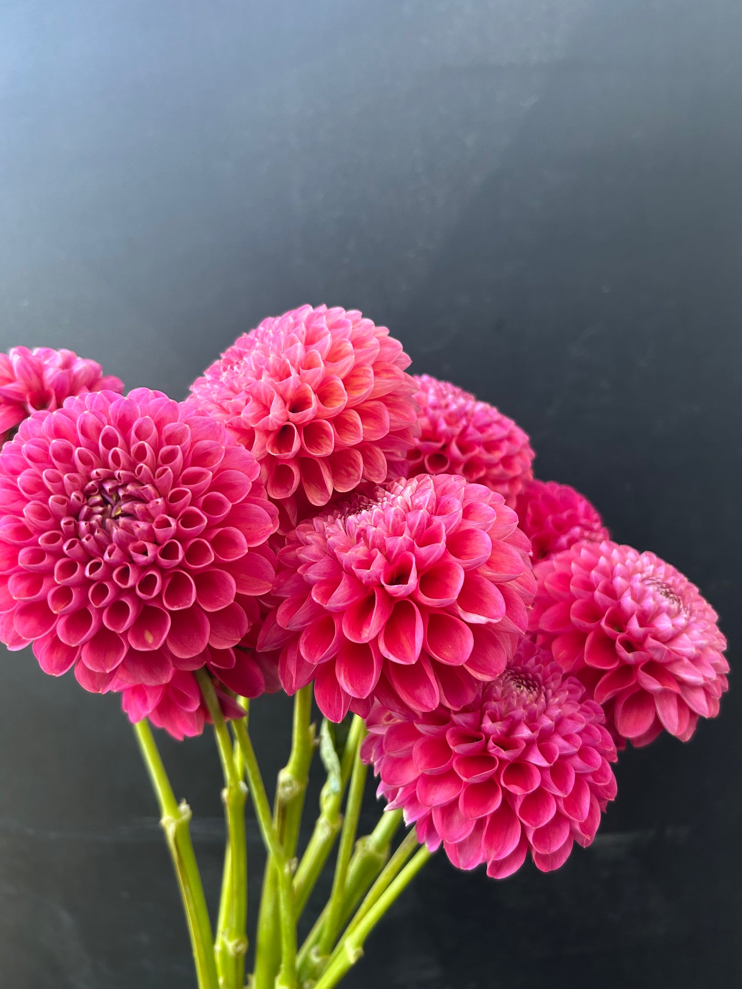 Dahlia Tuber: Jowey Frambo