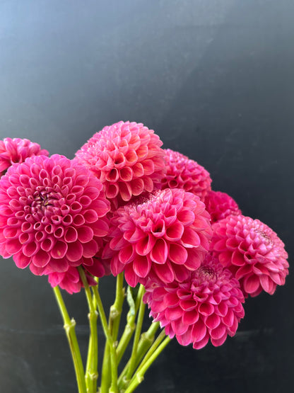 Dahlia Tuber: Jowey Frambo