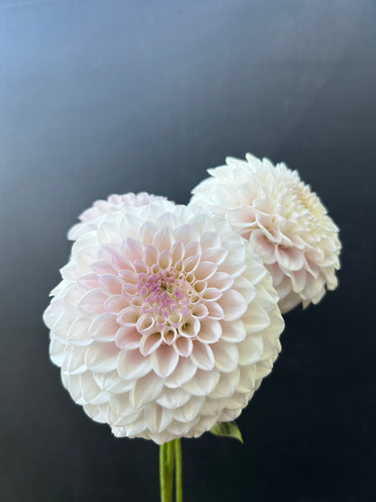 Dahlia Tuber: Pink Pearl