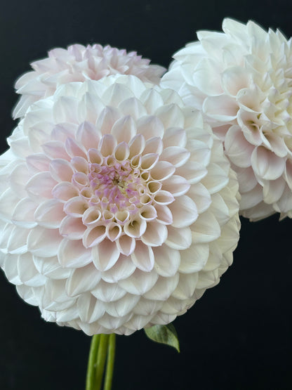Dahlia Tuber: Pink Pearl