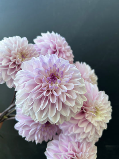 Dahlia Tuber: Espacio