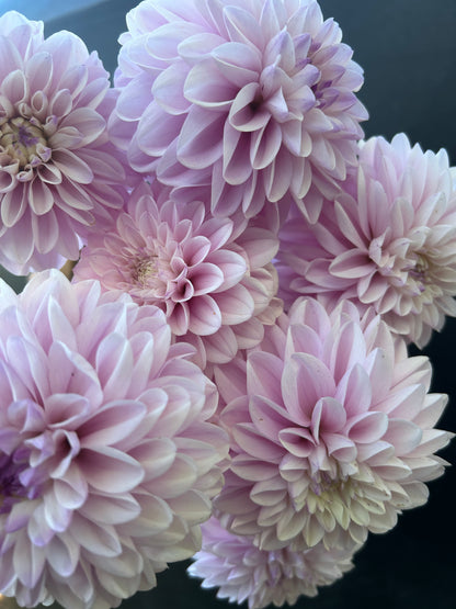 Dahlia Tuber: Espacio