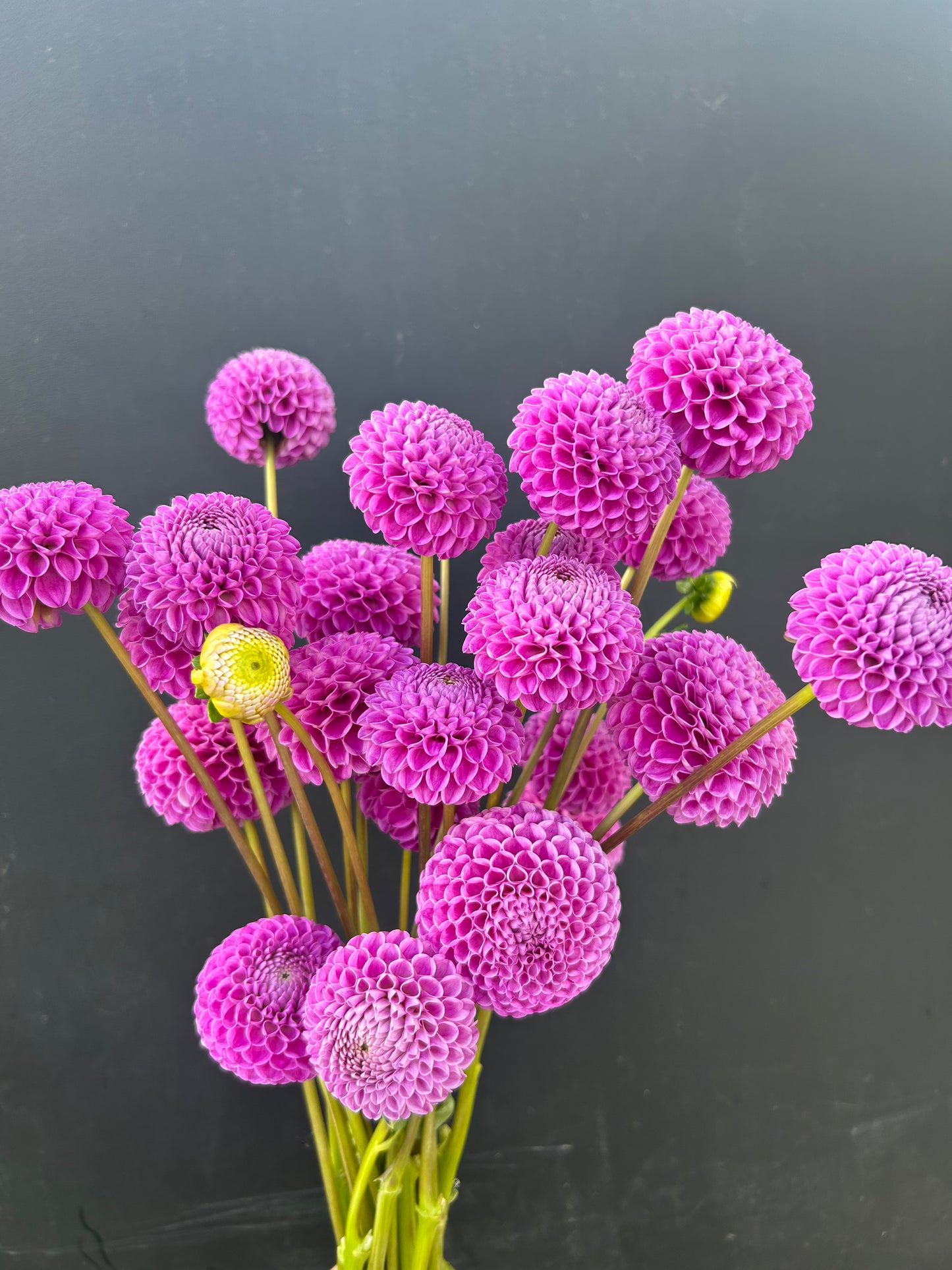 Dahlia Tuber: Franz Kafka