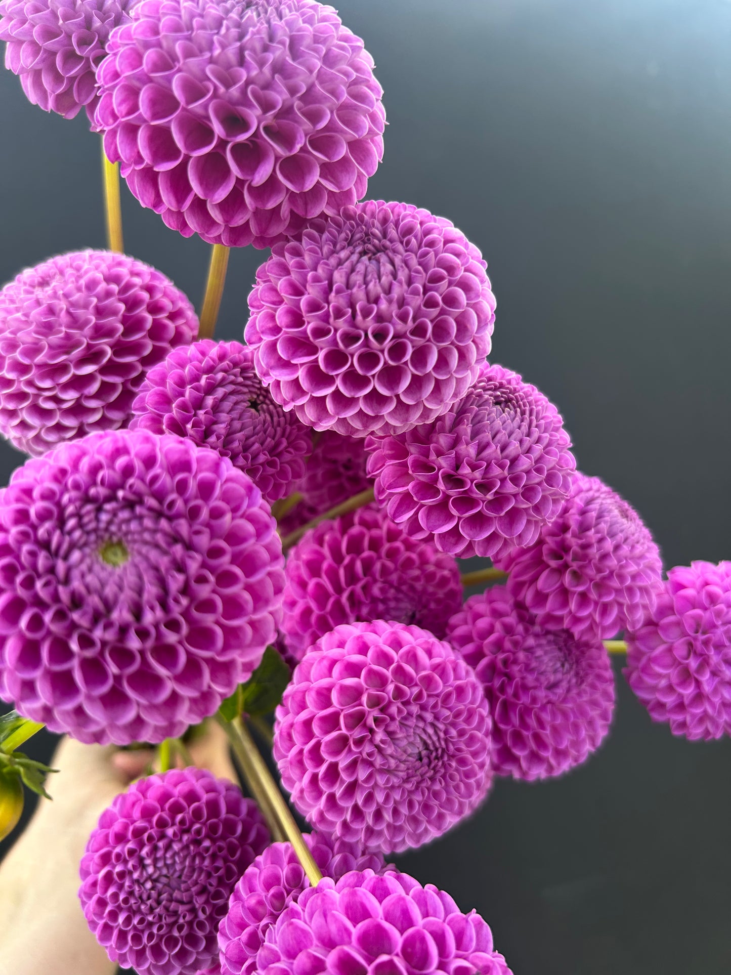 Dahlia Tuber: Franz Kafka