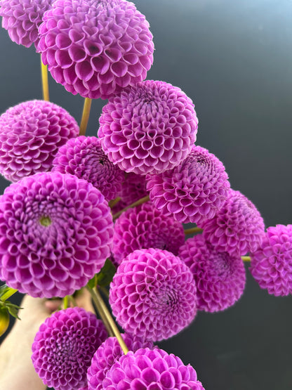 Dahlia Tuber: Franz Kafka