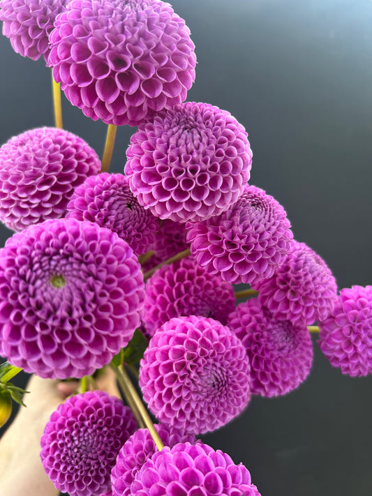 Dahlia Tuber: Franz Kafka