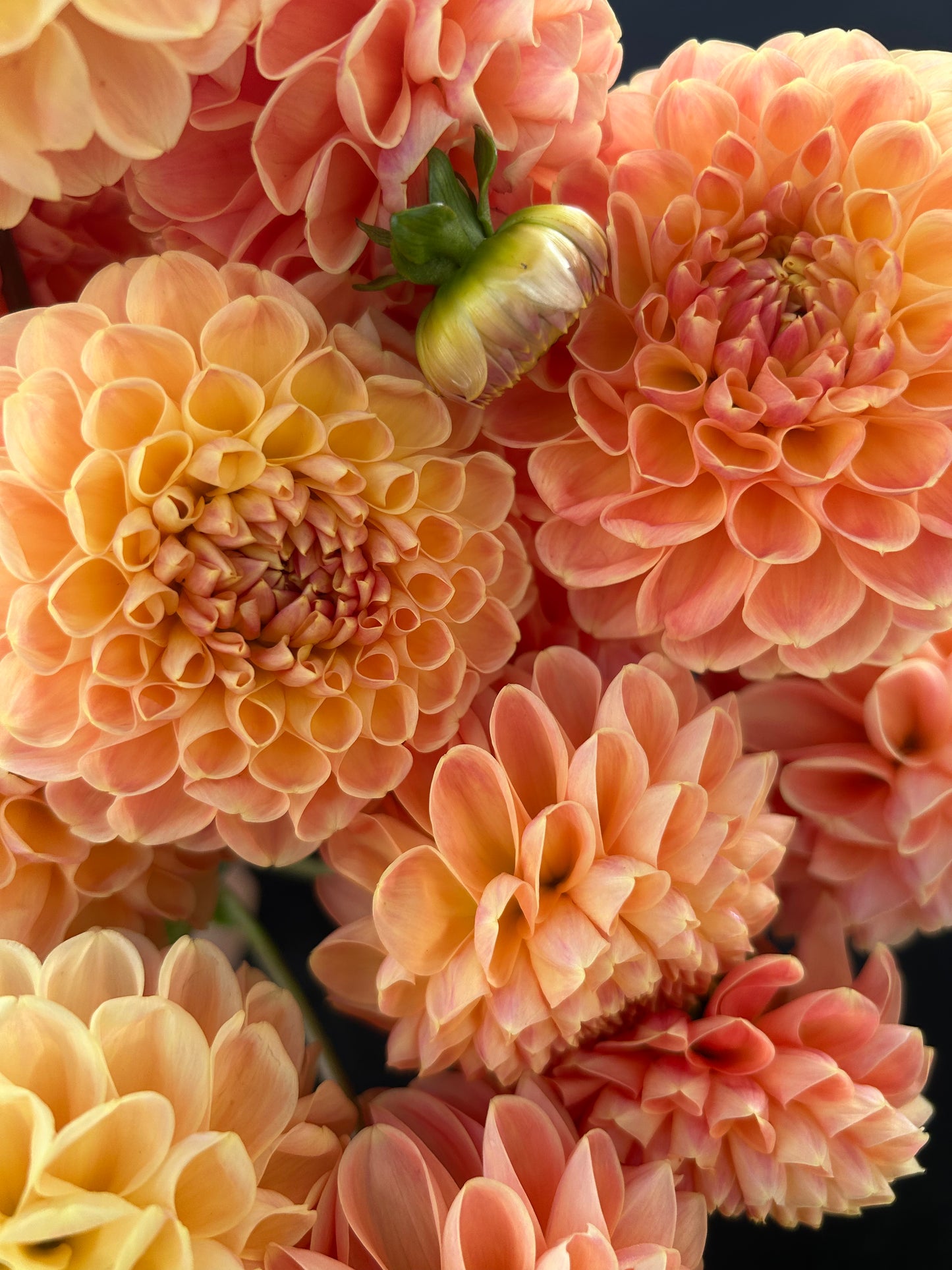 Dahlia Tuber: Crichton Honey