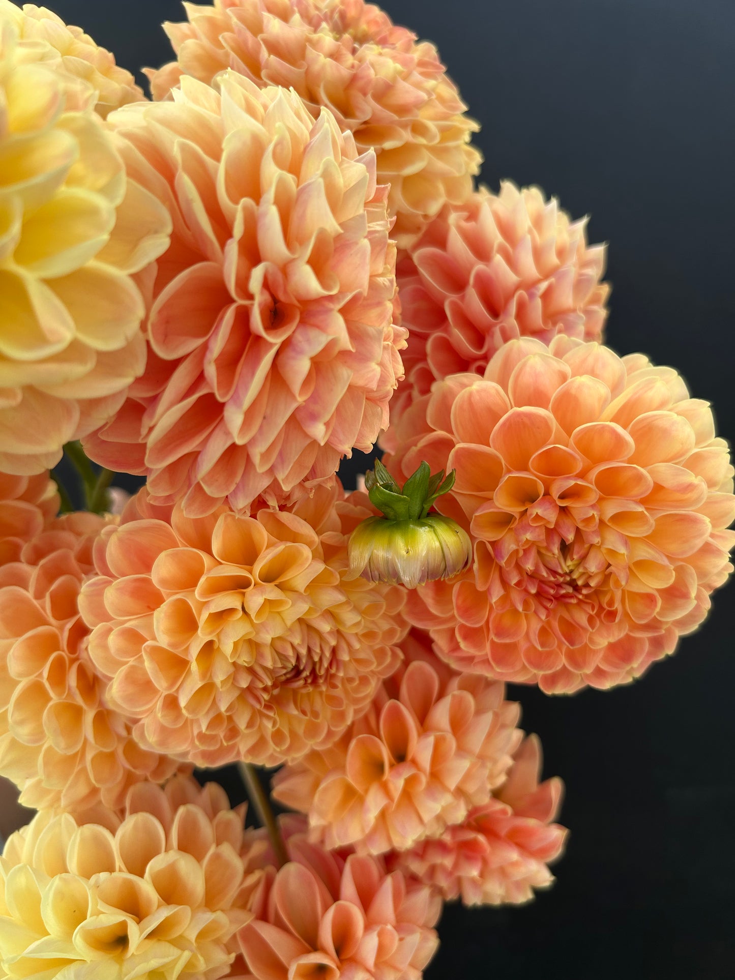Dahlia Tuber: Crichton Honey
